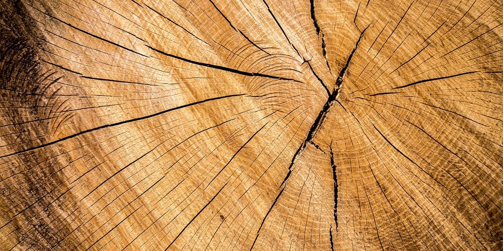 Die stärksten Bäume der Welt